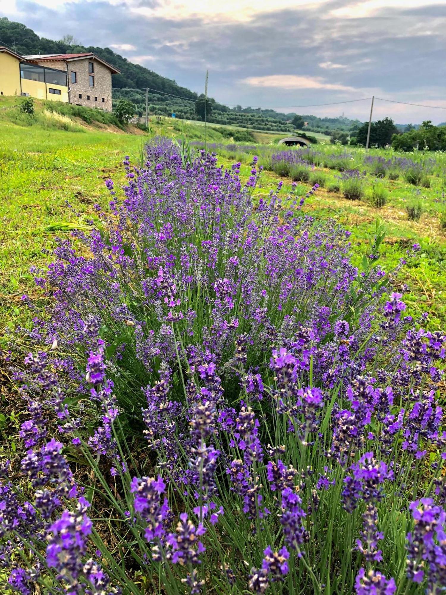 Agriturismo Al Mancino Лонато Екстер'єр фото